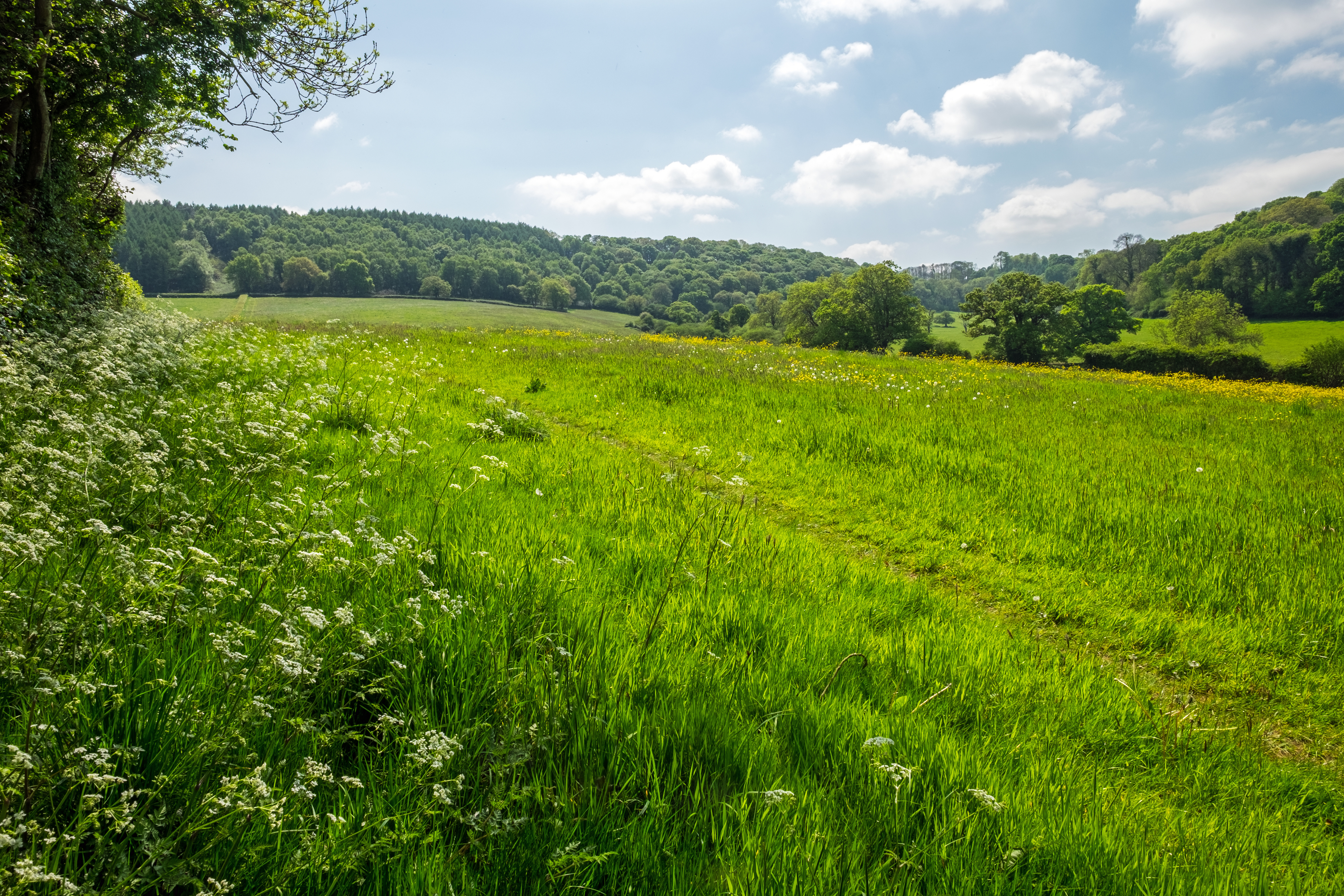 Meadow