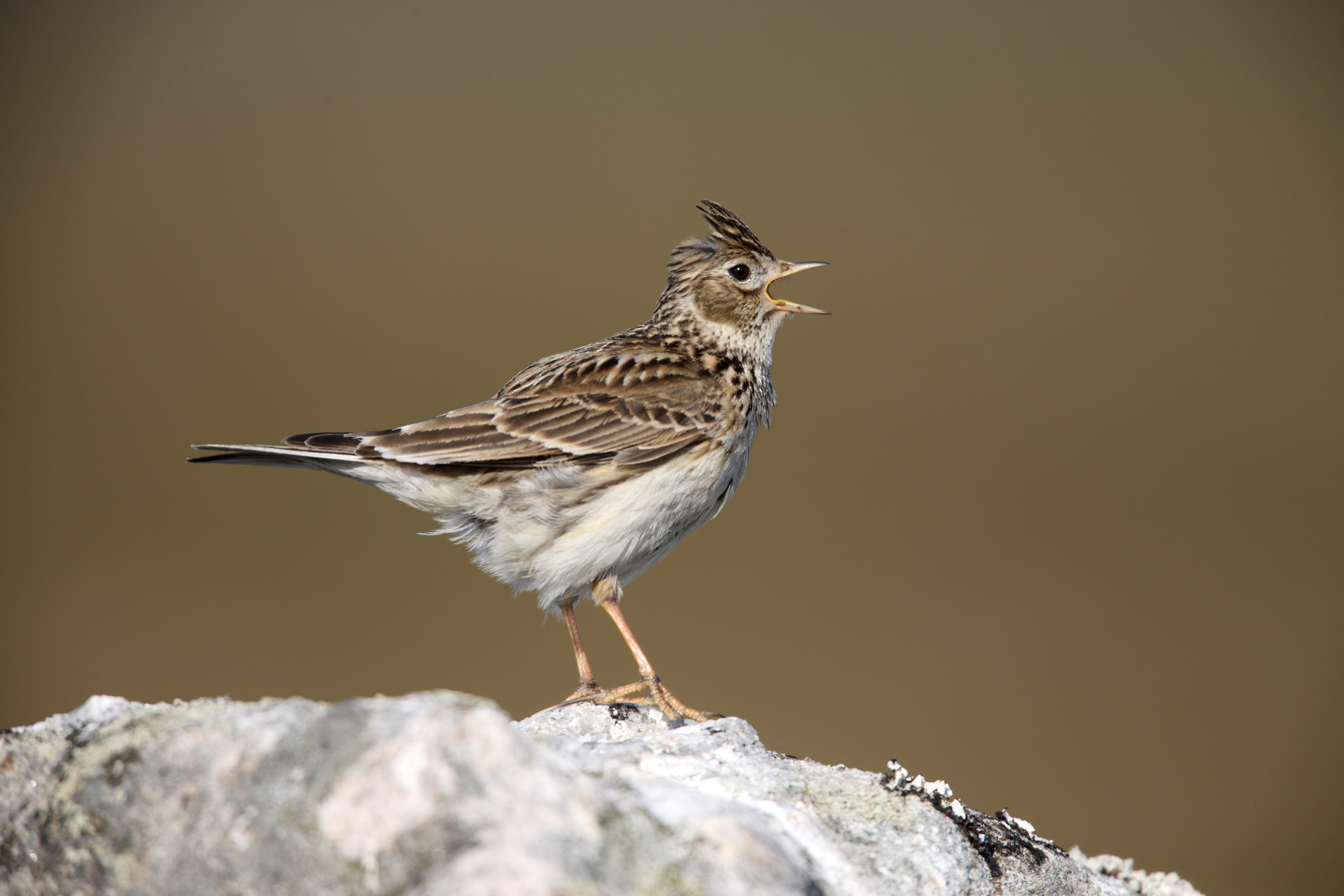 Skylark