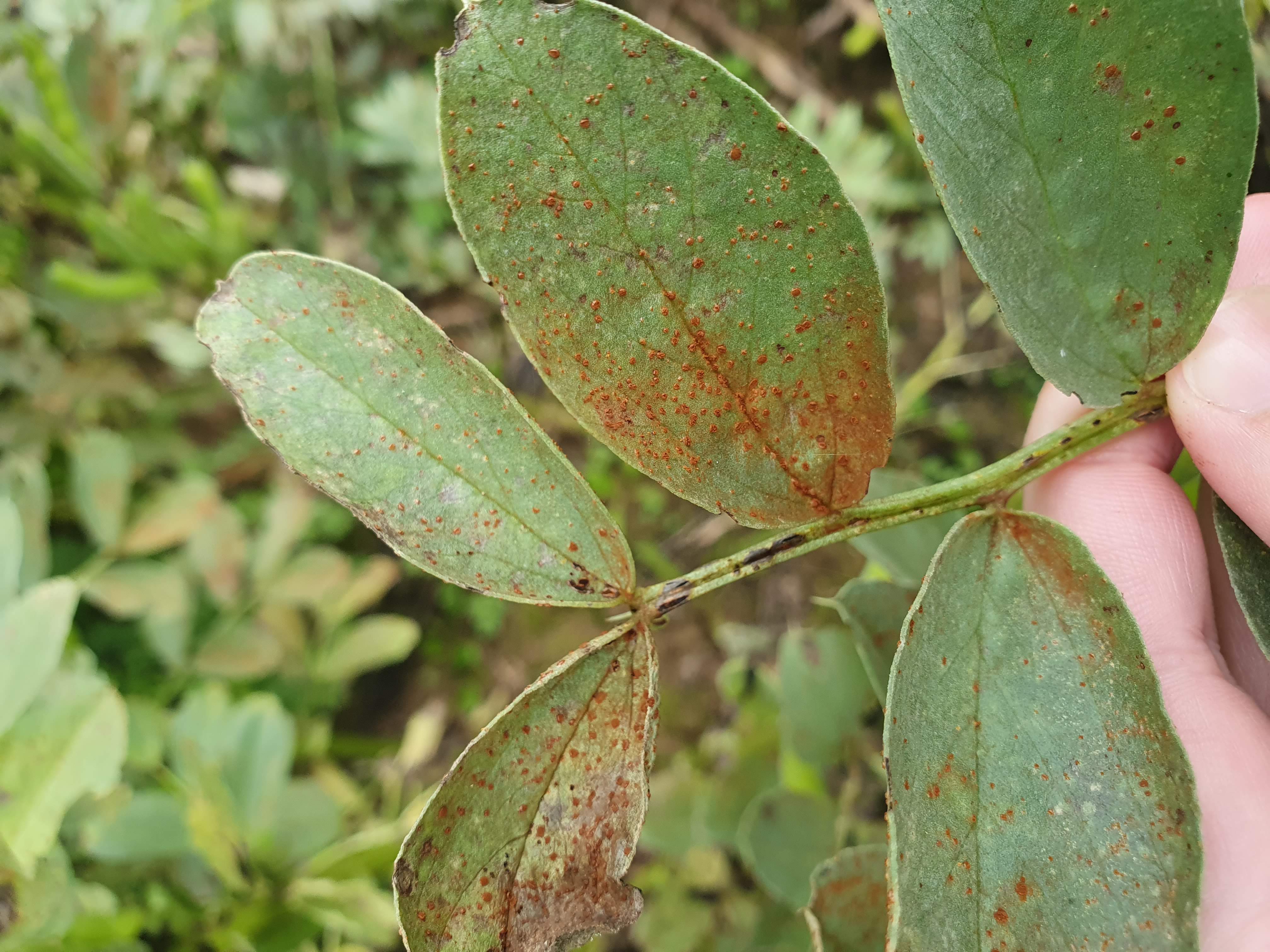 Brown rust in beans