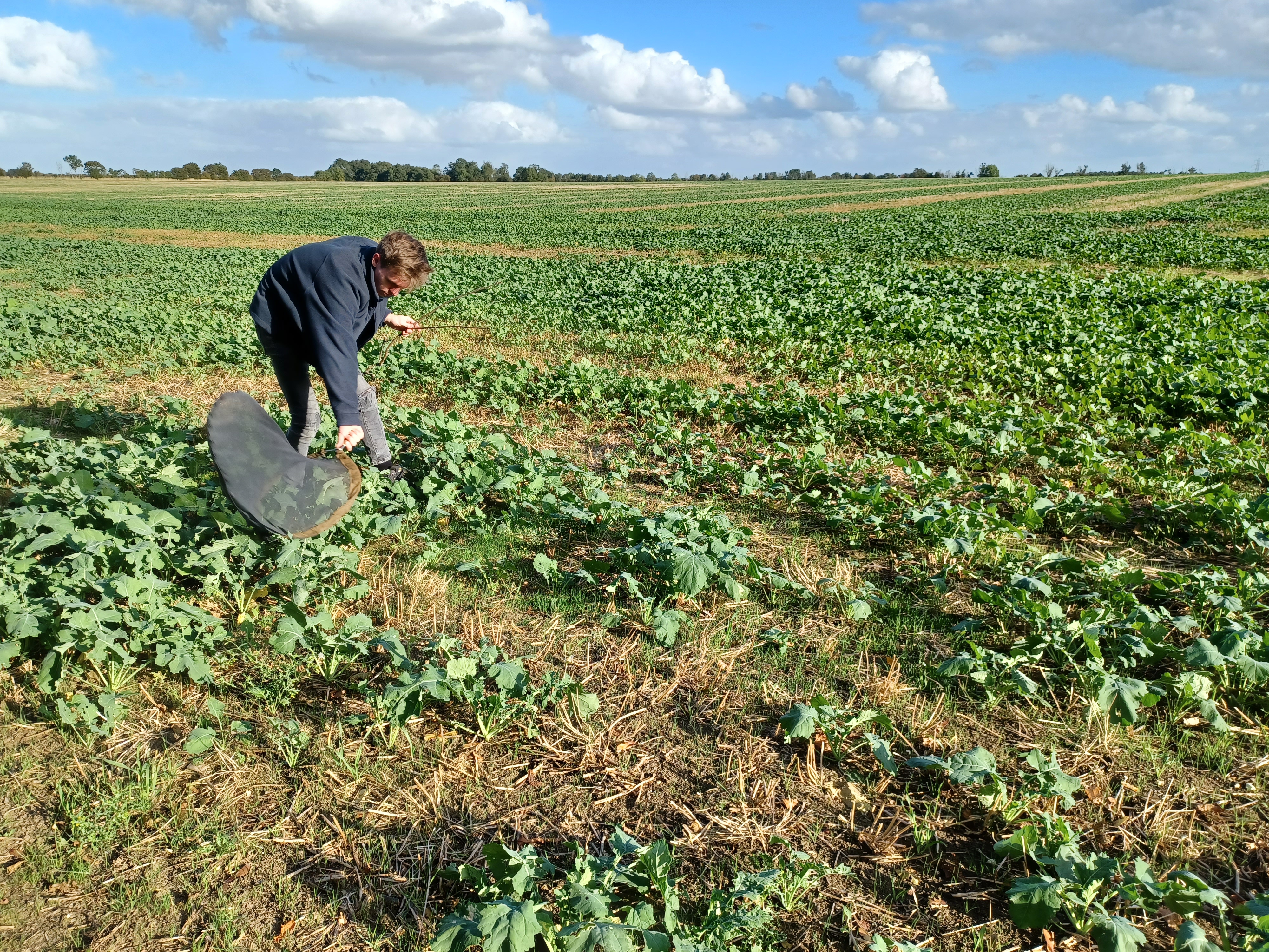 Collecting CSFB from a field of Oilseed rape