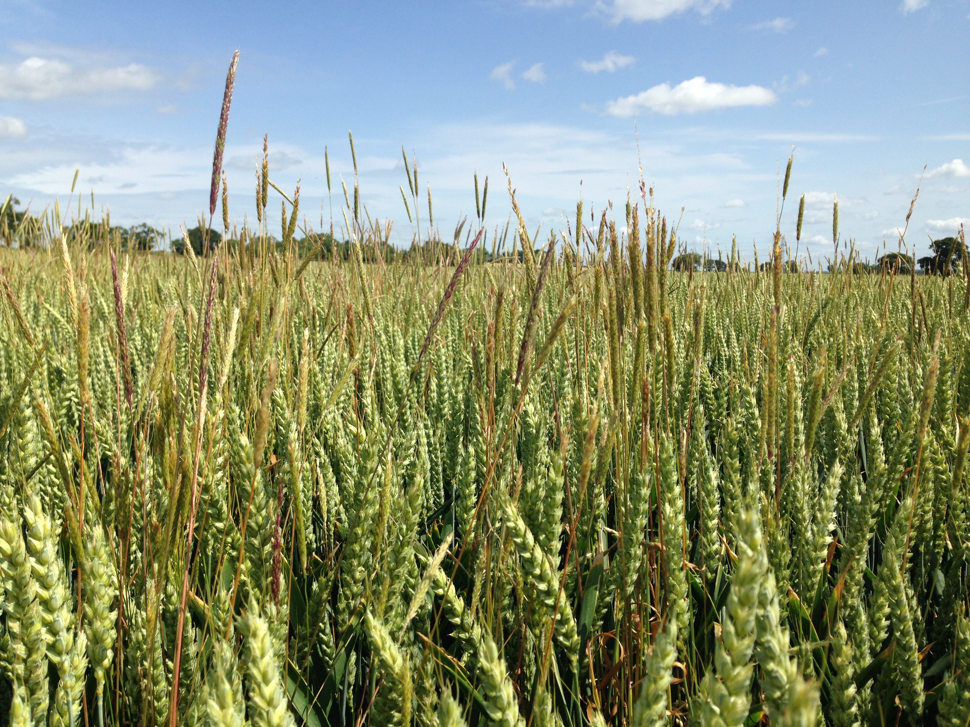 Blackgrass in a Wheat crop