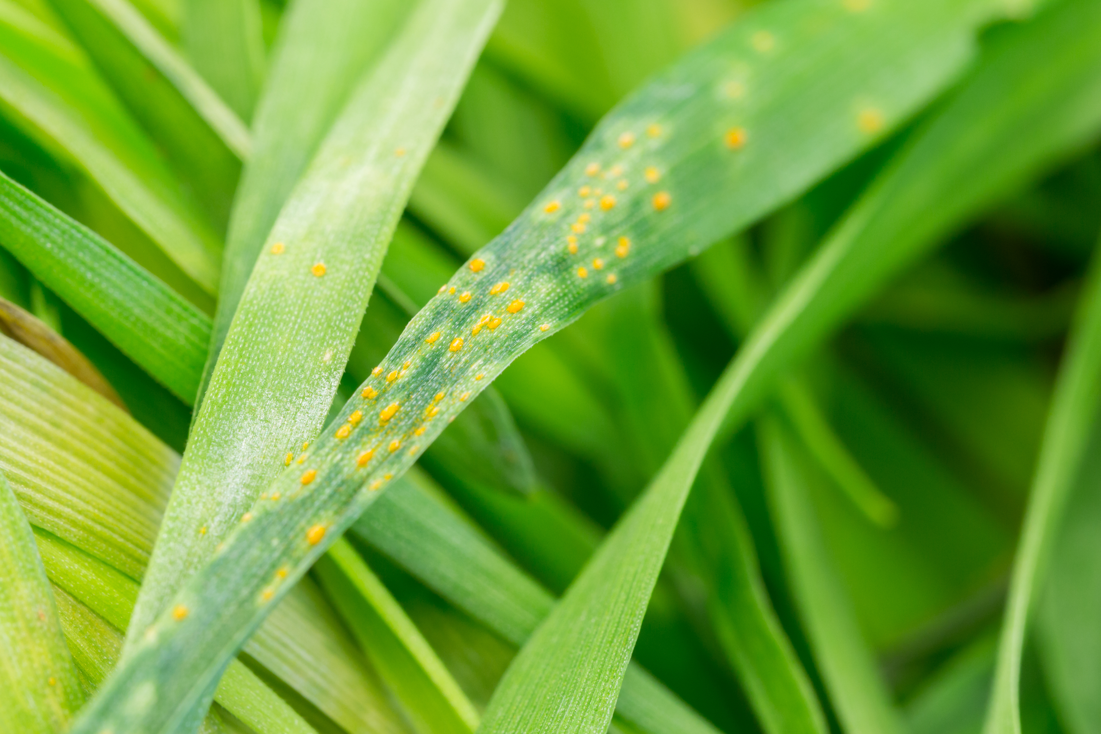 yellow rust