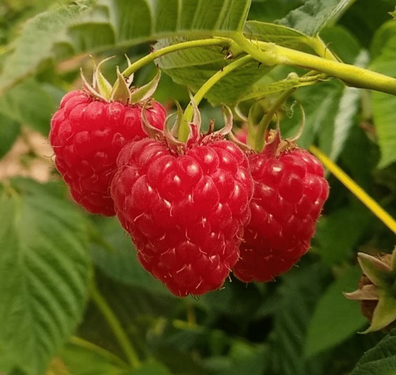 Raspberry