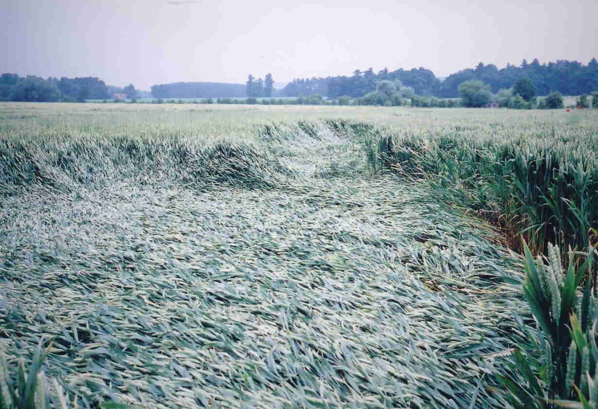 Wheat lodging