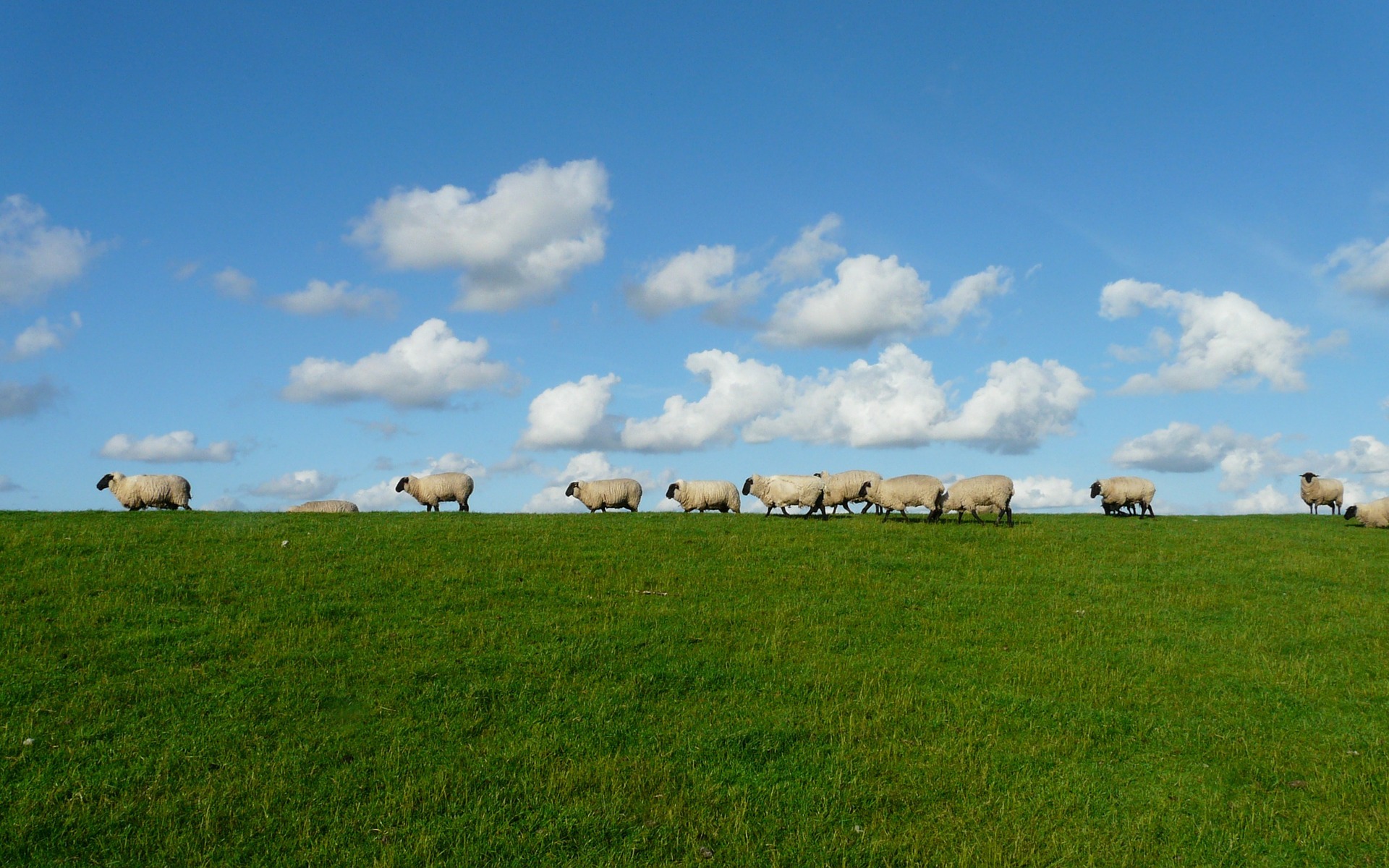 Sheep on grassland