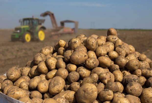 Potato harvest