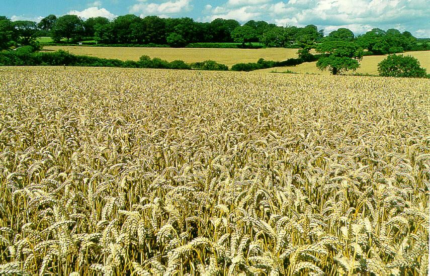 Wheat field