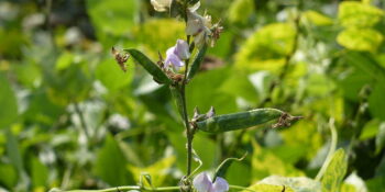 1280px-Lablab_bean_and_bean_flowers