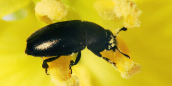 Pollen Beetle