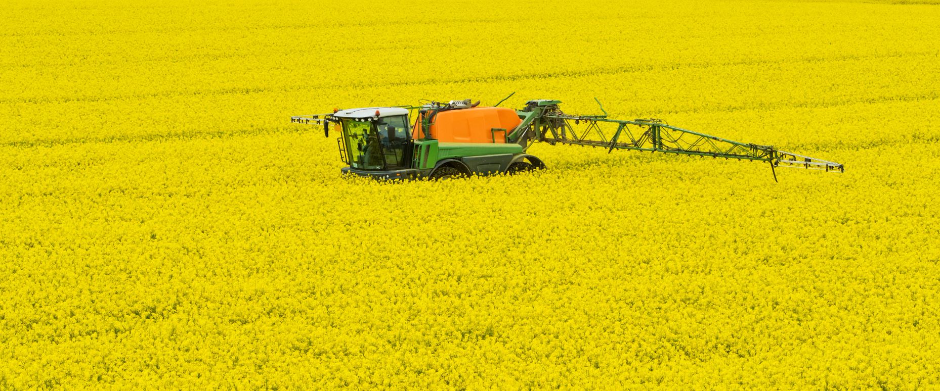 Spraying OSR