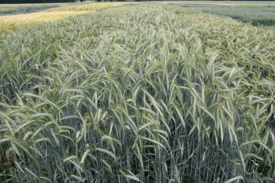 Triticale