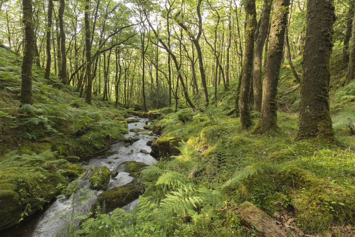 Woodland dartmoor