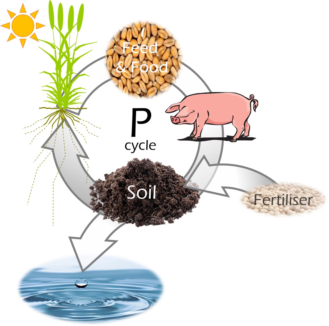 P cycle