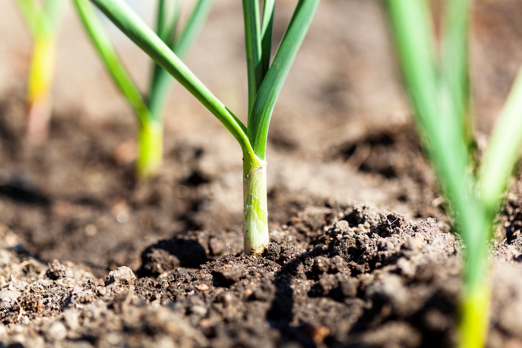 shoots in soil