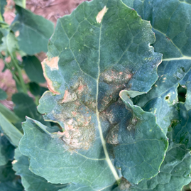 Light leaf spot lesions on oilseed rape