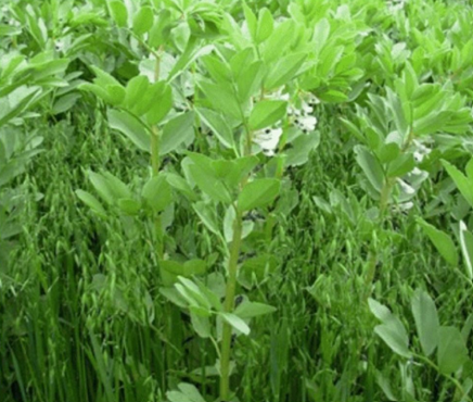 Bean oat intercrop