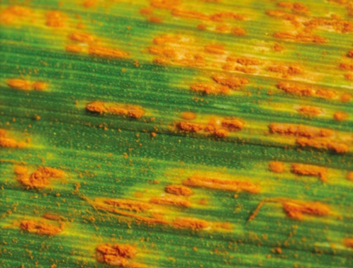 Crown rust symptoms