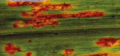 Leaf spot