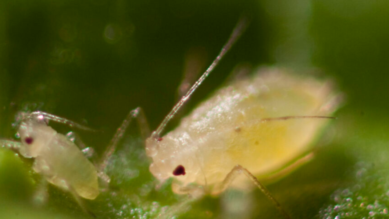 Peach potato aphid