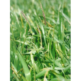 Black-grass in a crop field