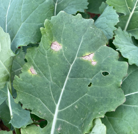 Phoma on oilseed rape leaf