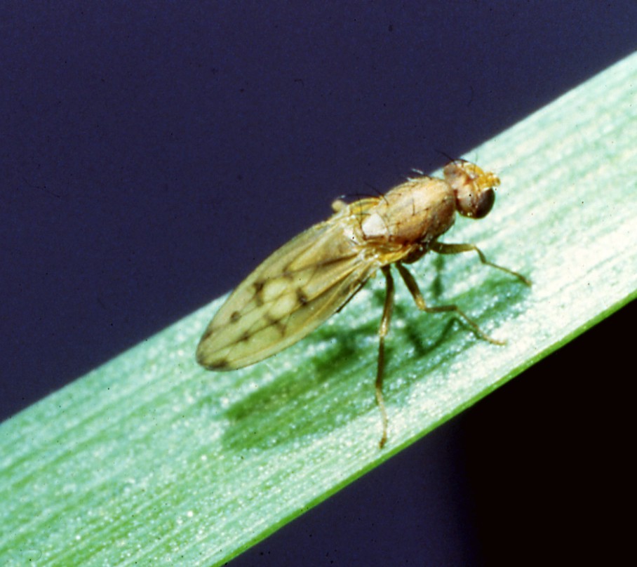 Yellow cereal fly on leaf