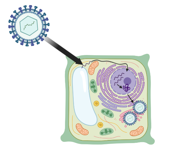 Virus lifecycle