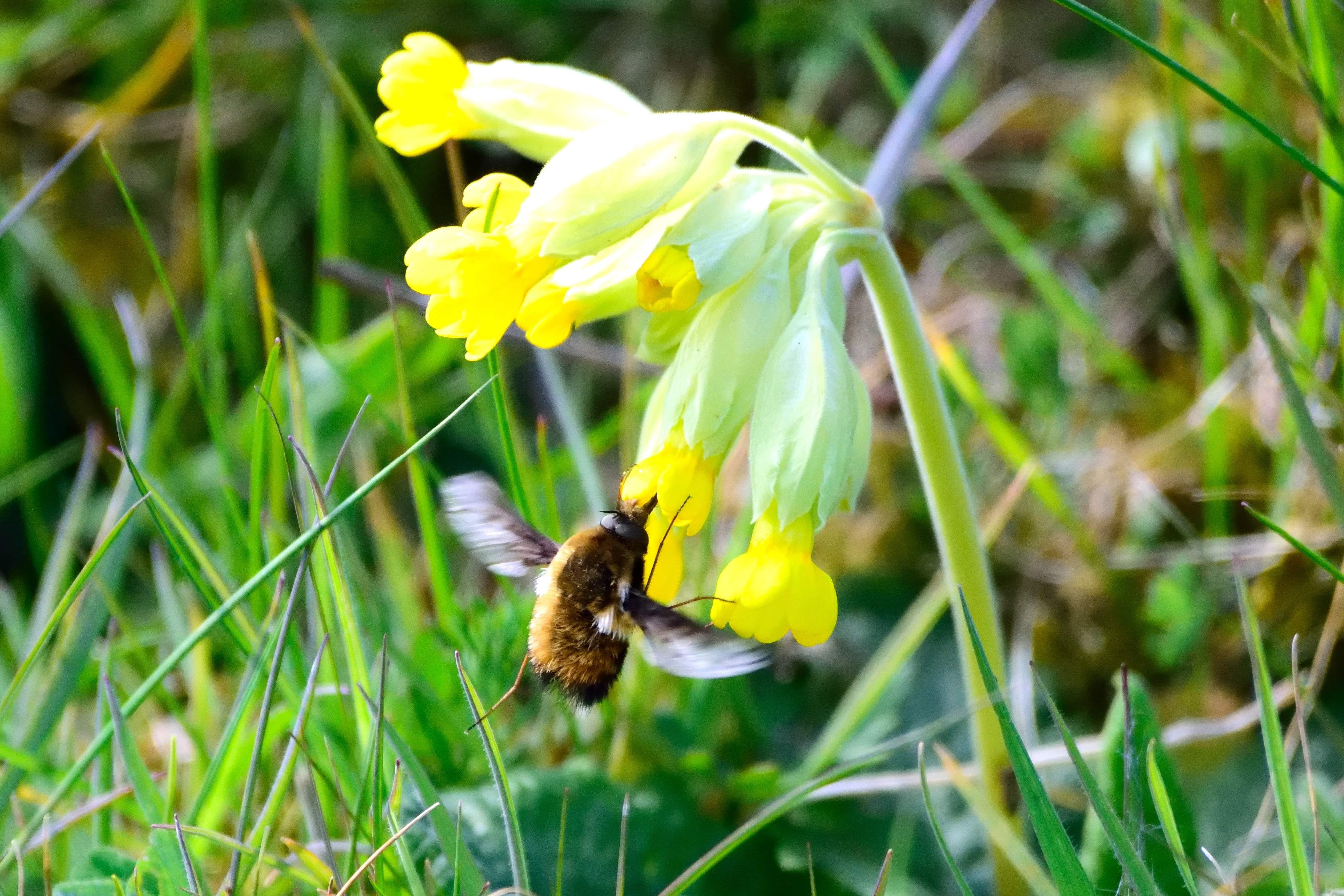 Dark edged bee fly (Bombylius major) on cowslip