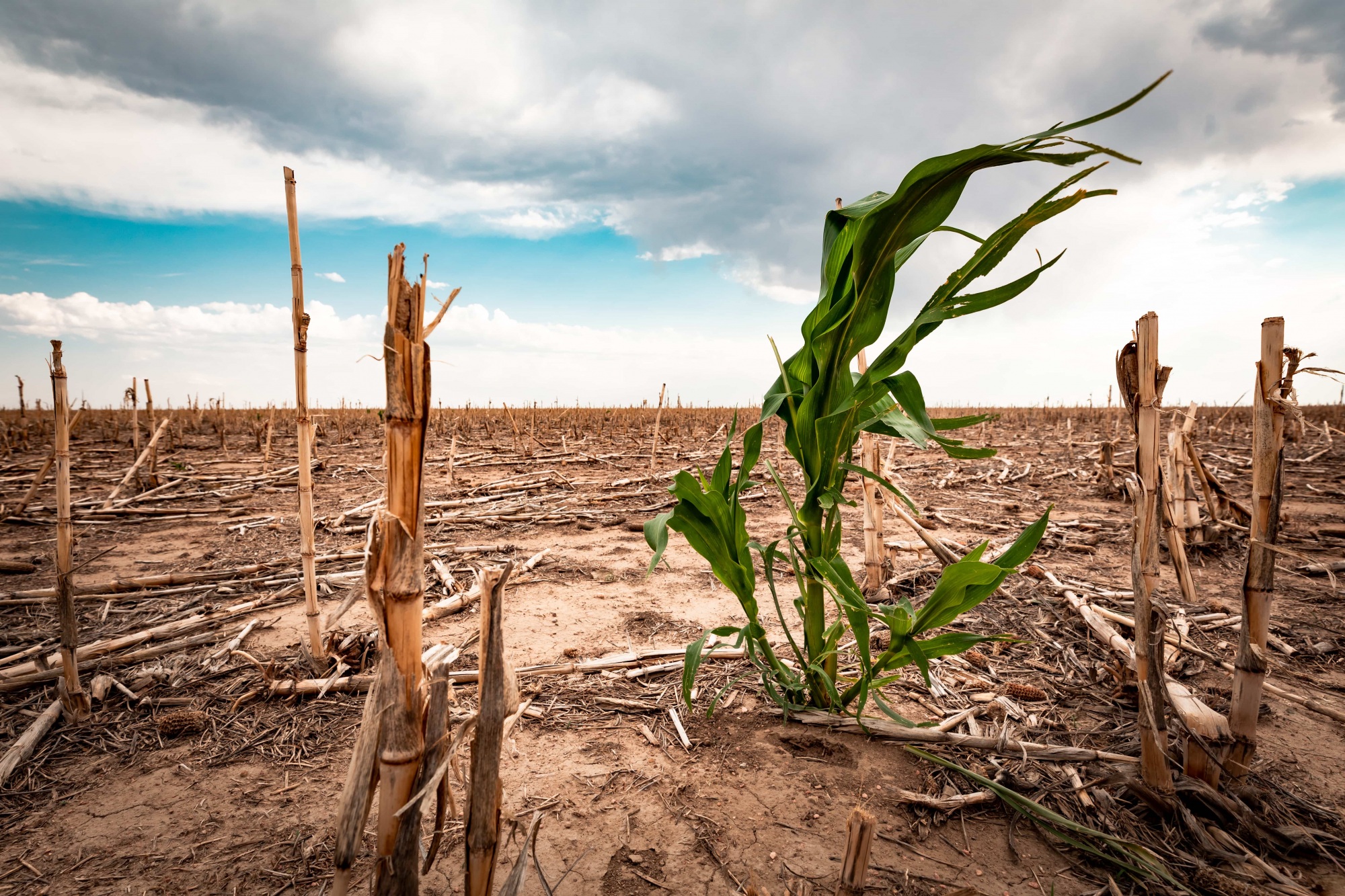 Agriculture and climate change