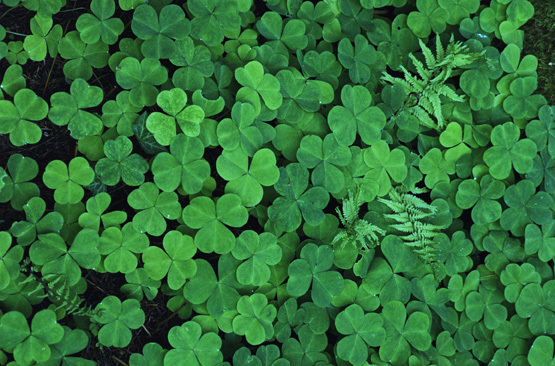 Clovers