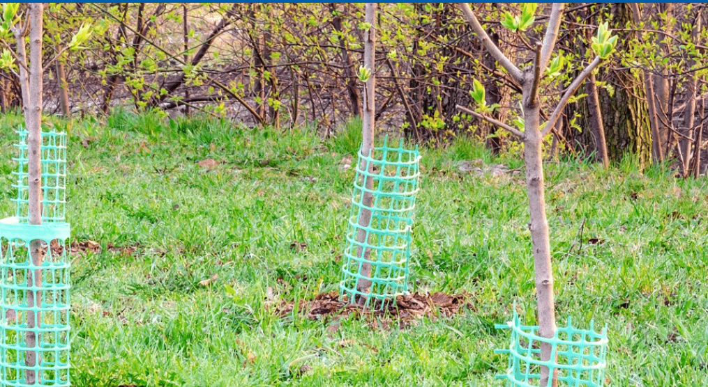 Agroforestry 