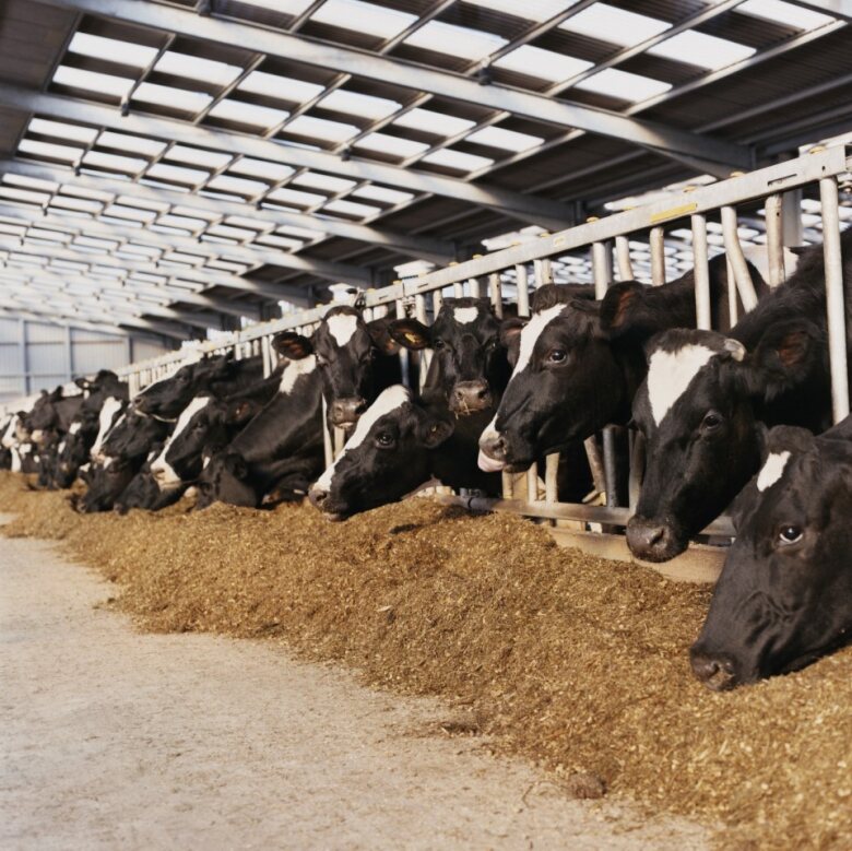 Cows feeding in barn