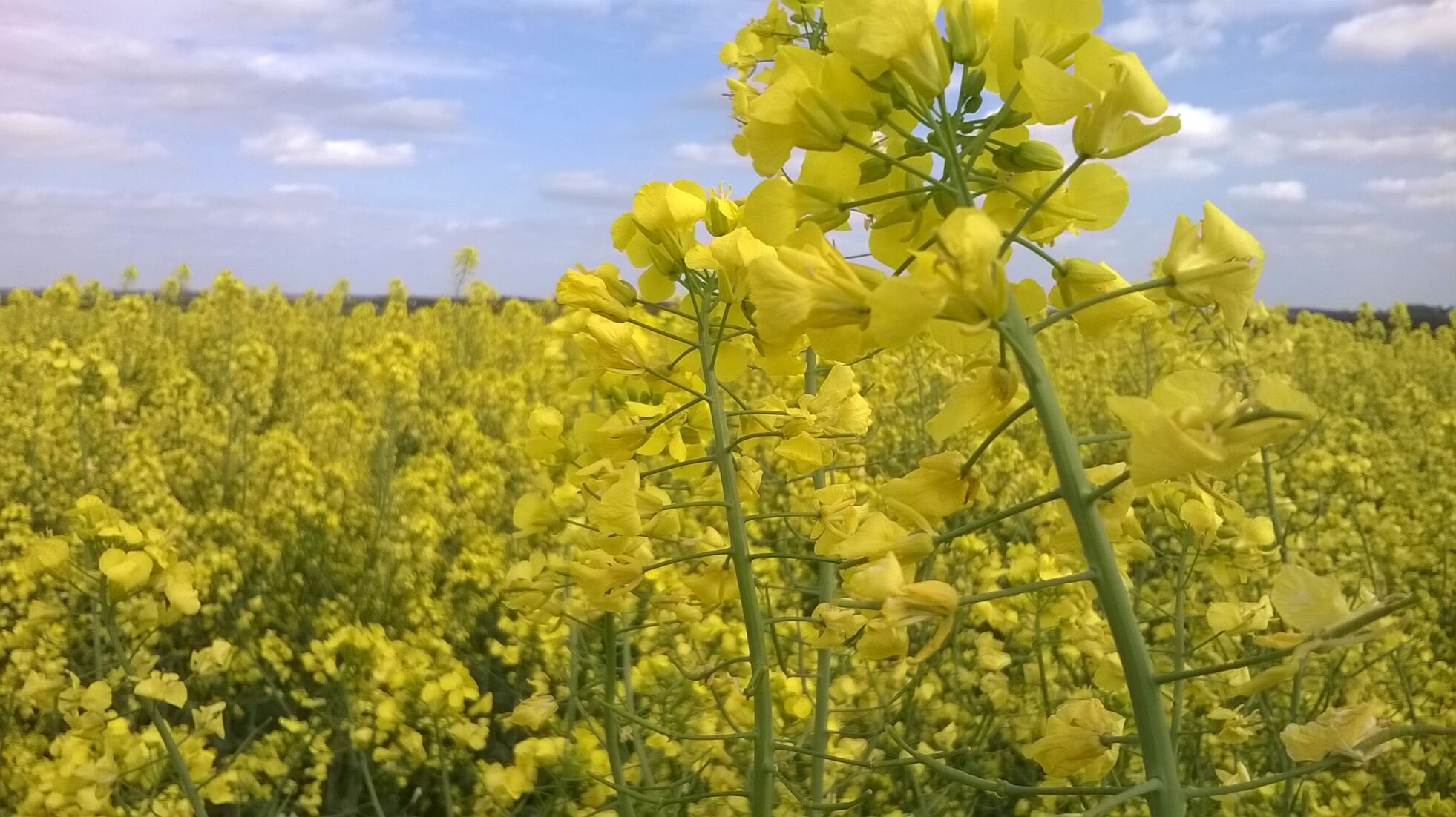 Oilseed rape