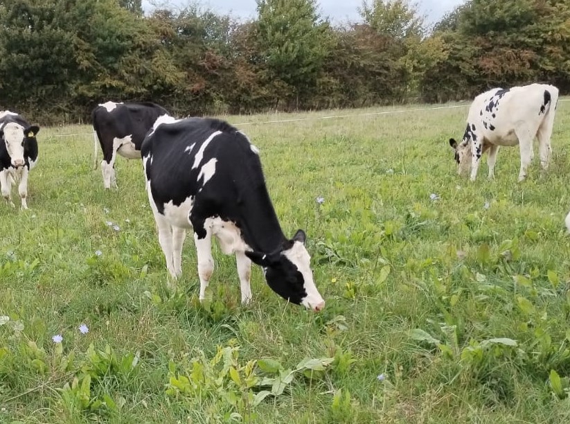 Dairy cow grazing a herbal ley