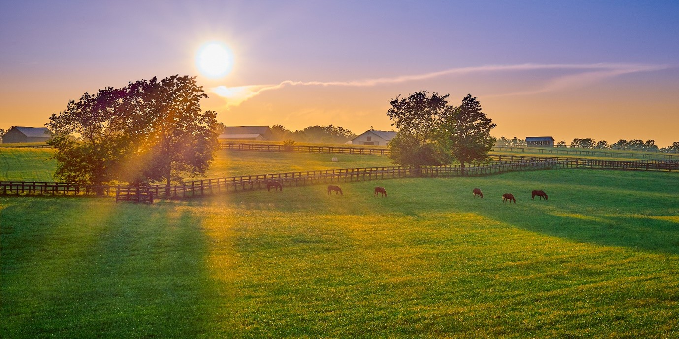 Photograph of the sun over fenced fields with horses grazing and some buildings in the distance.