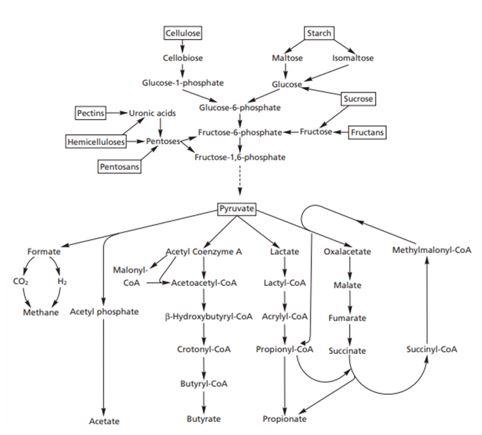 Microbial Fermentation