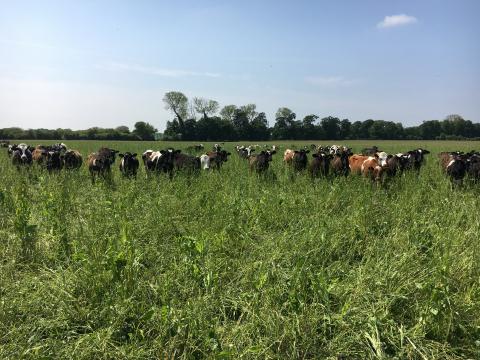 Cows grazing