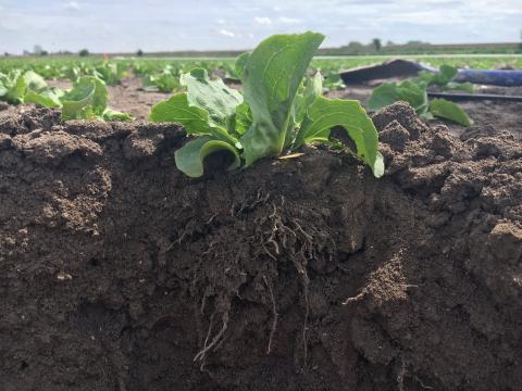 Lettuce in soil