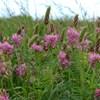 red clover