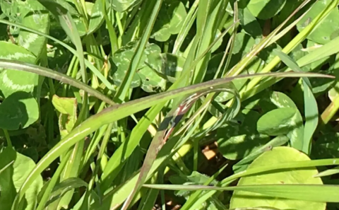 cover crop