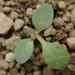 Young prickly sow thistle seedling