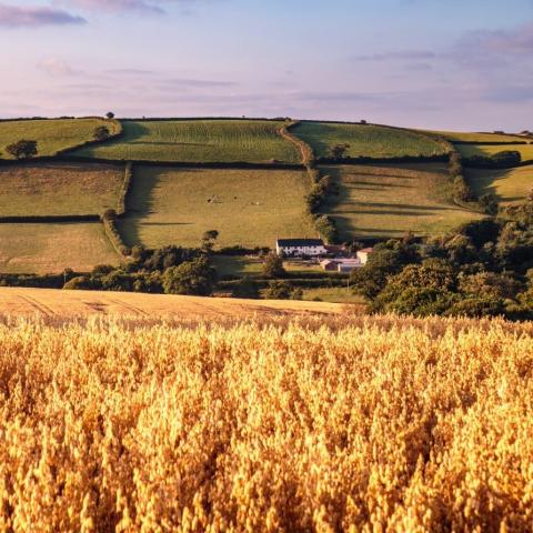 Farm and Oat Field