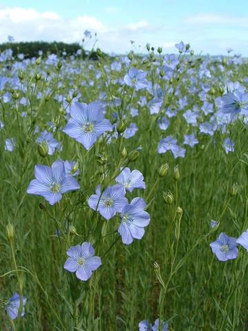 Flax