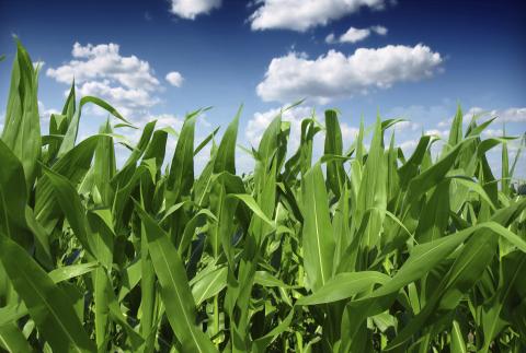 Maize field