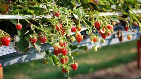 British strawberries