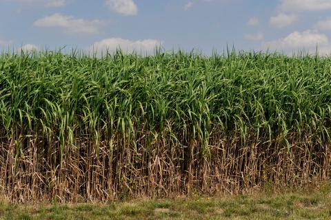 Miscanthus