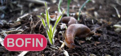 Slug-Resistant wheat logo