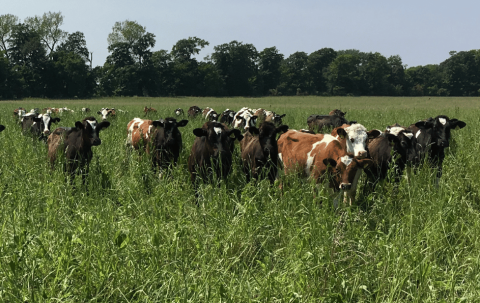 Cattle in a field