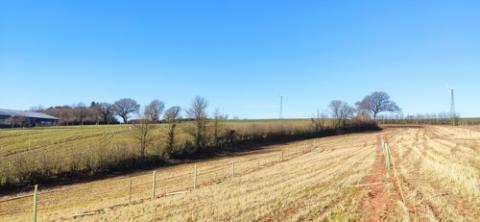 Newly planted silvopasture trees