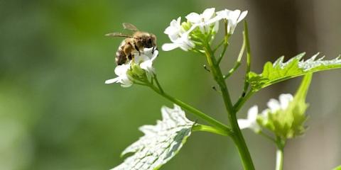 Pollinator